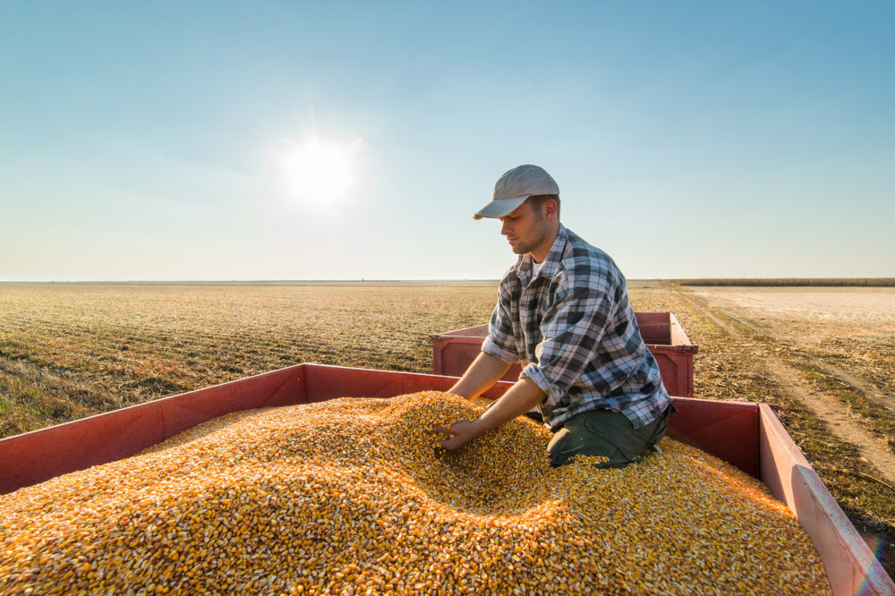 Perda de grãos na colheita: como evitar?