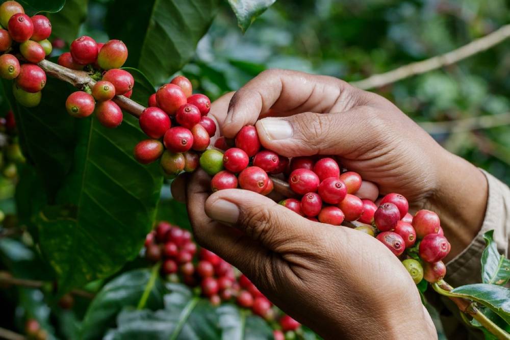 Saiba como evitar desperdício na colheita do café