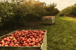 colheita de maçã - 2022 - movix