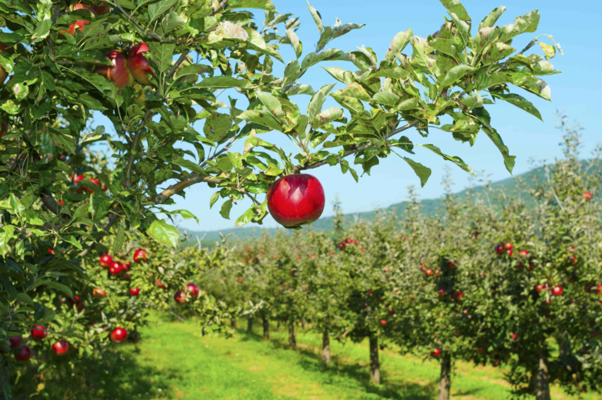 Perspectivas para a colheita de maçã em 2022