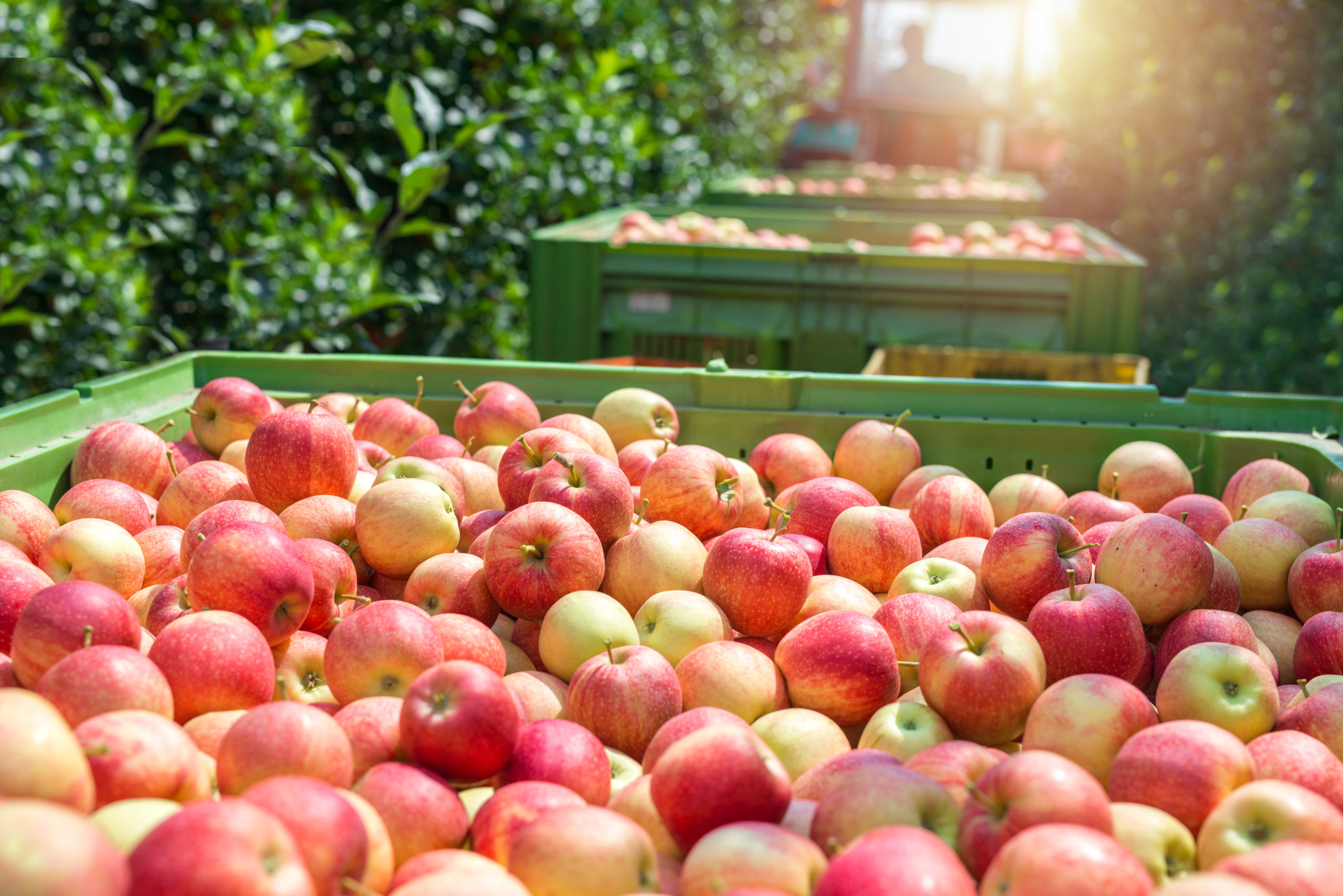 Como reduzir desperdícios na colheita de maçã