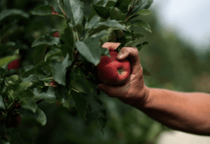 invista em mão de obra para a colheita de maçã - robustec