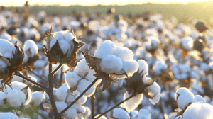 produção de algodão - movix