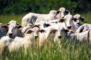 produção de carne como tendência agro 2023 - movix