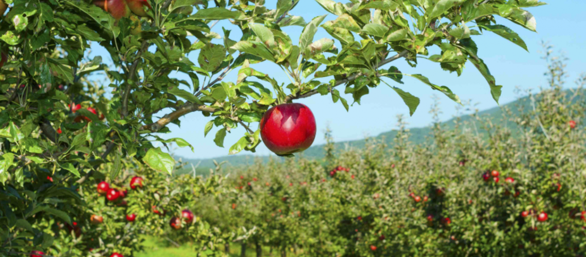 colheita de maçã - tendências para a safra de 2022 - movix