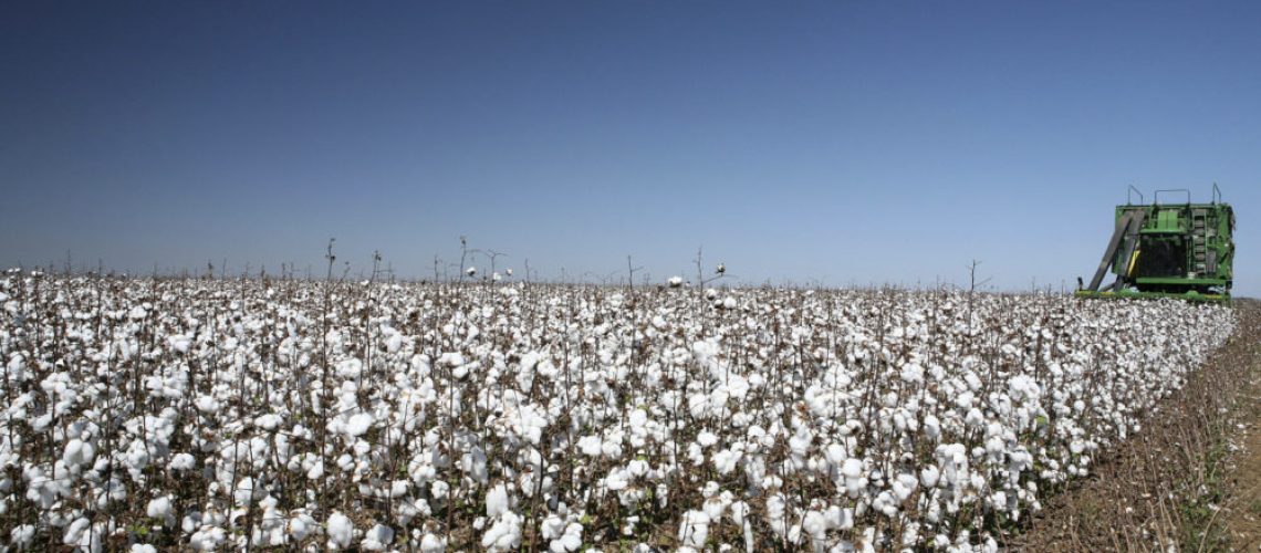 produção de algodão